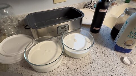L. Reuteri Greek Yogurt