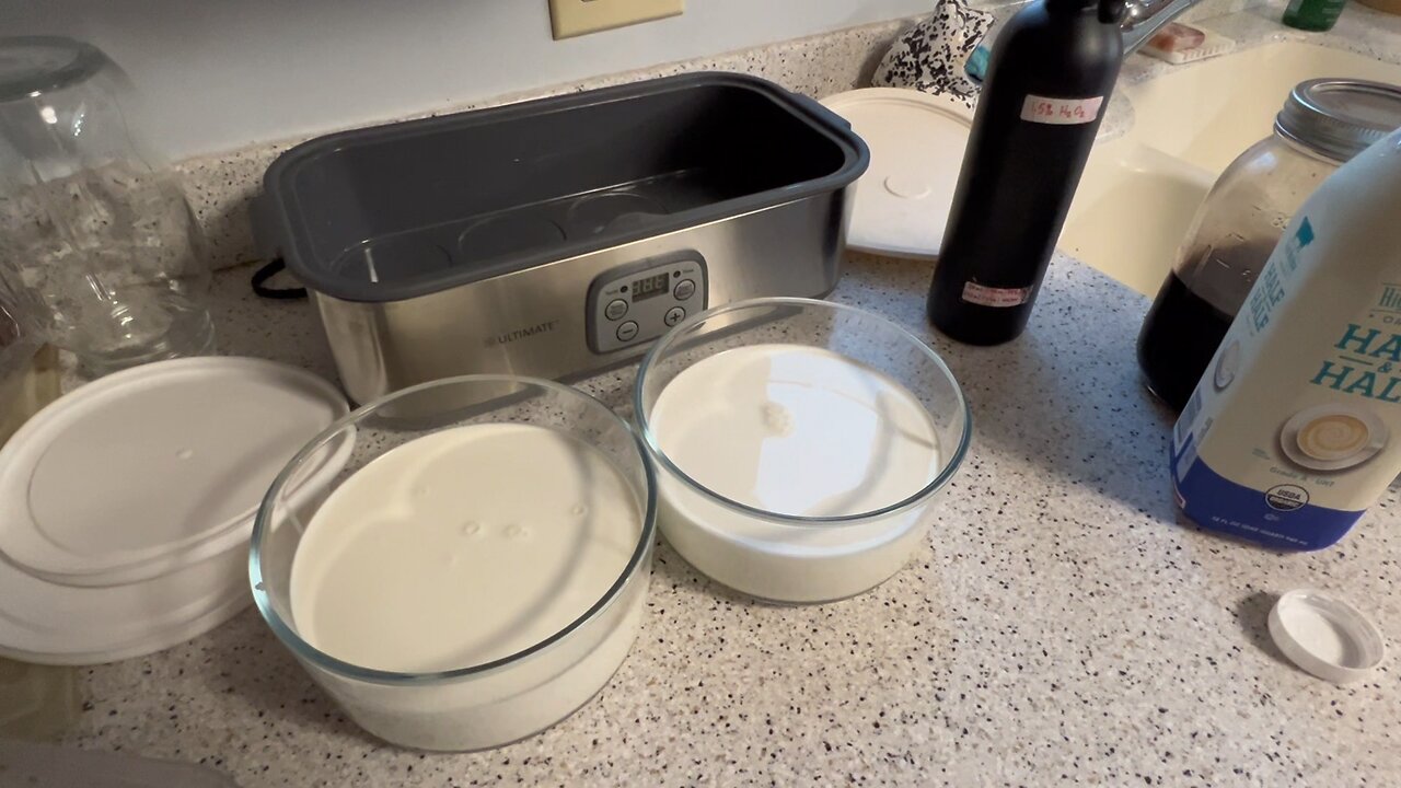 L. Reuteri Greek Yogurt