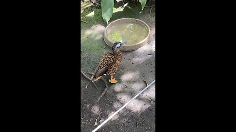 Laysan Ducks 🦆 #laysanducks #followme #trending #viral #ducks #duck