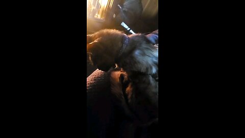 Harassing My Cute Little Mookie Meemurs Kitty Cat With Her Own Tail