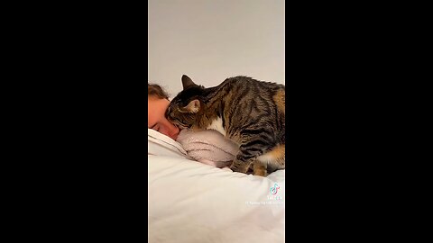 cat wants to be loved