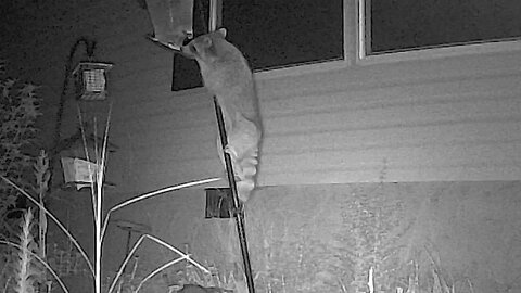 Raccoon Drops Birdseed on Another Raccoon's Head