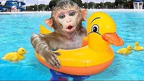 KiKi Monkey go swimming with ducklings at the swimming pool and play with puppies