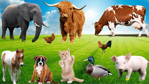 Compilation of Farm Animal Sounds | Cat, Chicken, Cow, Dog, Sheep, Pig, Deer And Duck