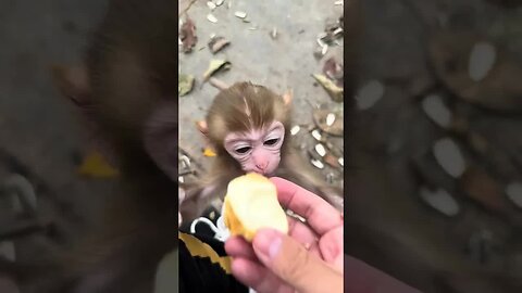 Feed the cute baby monkeys with bread
