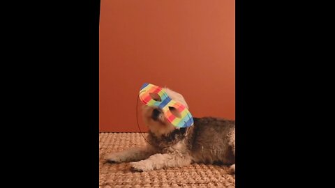 🐶 "Just a Dog... Overthinking Life"