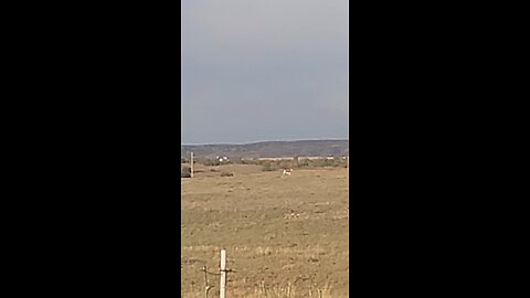 Antelope