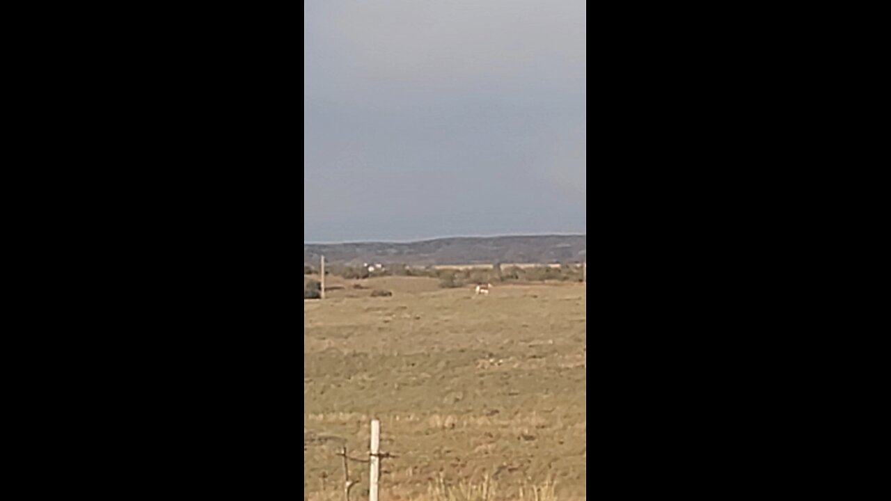 Antelope