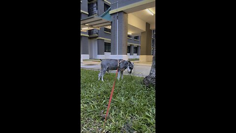 Dog eating grass
