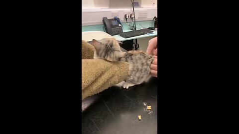 Cat hates the vaccine