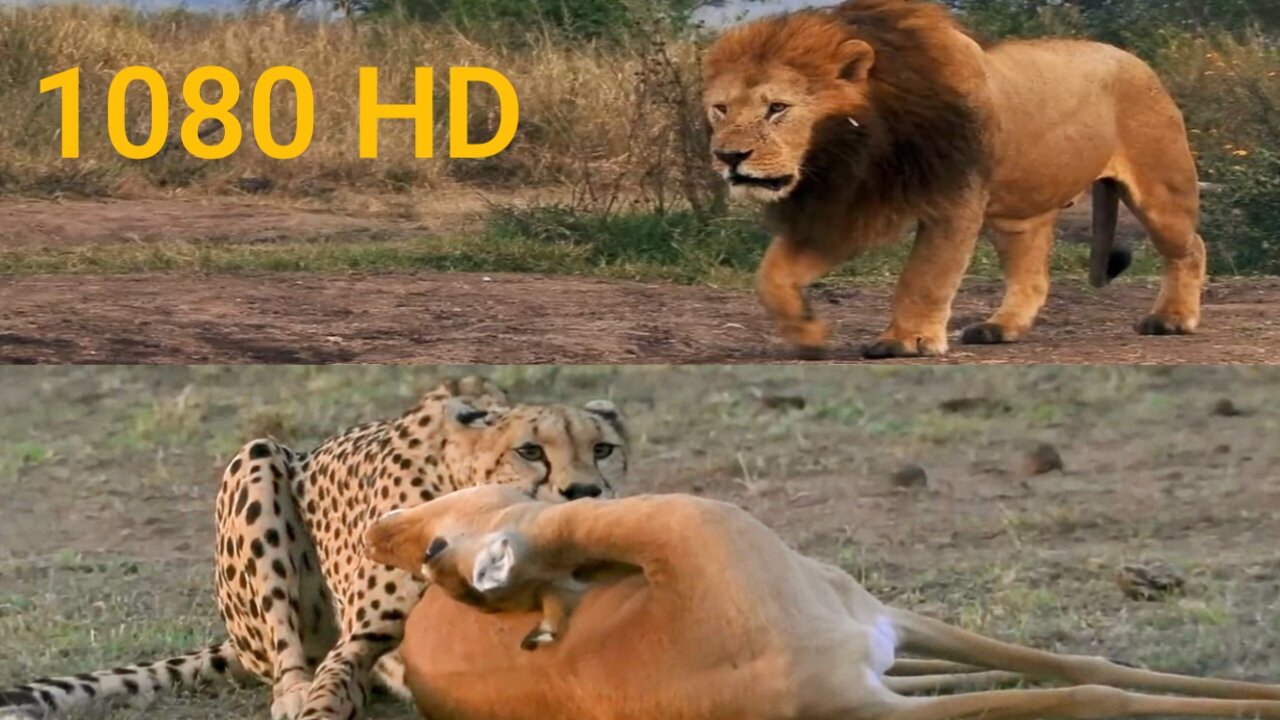Lioness: Throne of Power (Full Episode) | Regime of the Queen | Nat Geo Animals