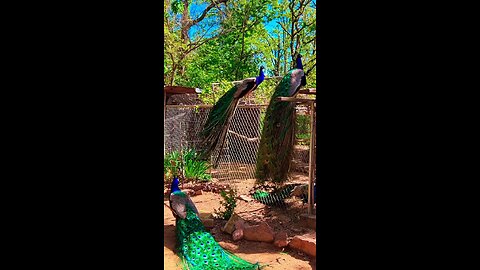 बुयुटीफुल विडिओ