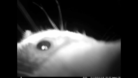Deer Cam 09 11 2025 Raccoon Fighting With Game Cam Trail Cam Trying To Pull It Off