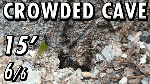 ASMR | Look at this beautiful flow of ants, in and out of the fortress of the tree - 15' 6/6