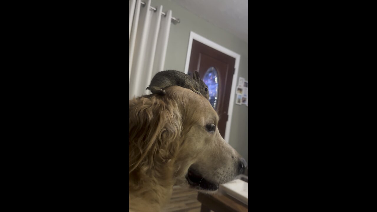 Best friends 🐶🐰❤️
