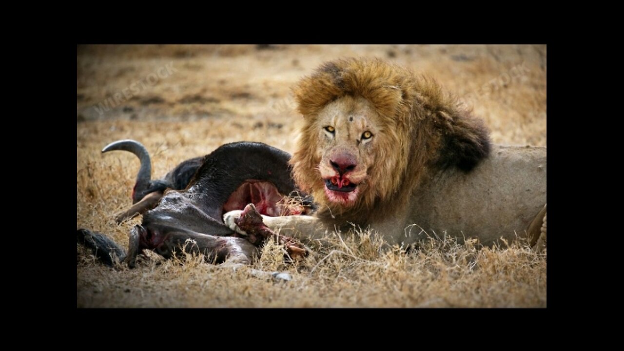 Only a LION Can Eat Like This!!!