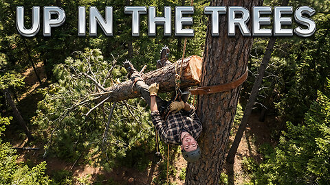 Up In The Trees