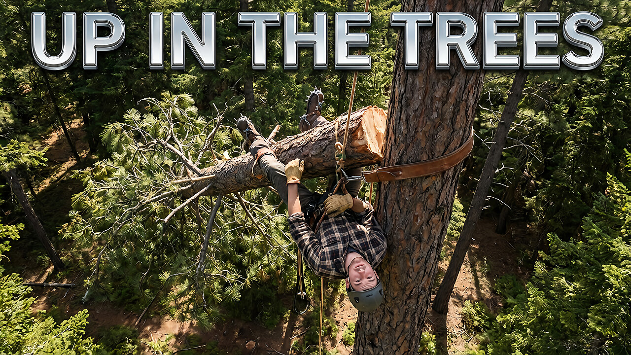 Up In The Trees