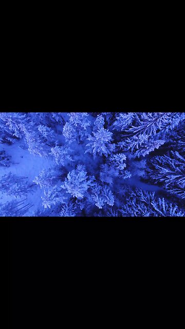 Aerial Shot Of Forest Covered In Snow
