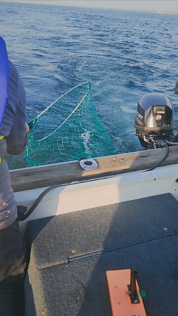 Catching a Baby Salmon - Lake Ontario