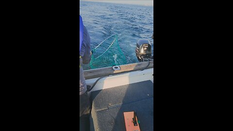 Catching a Baby Salmon - Lake Ontario