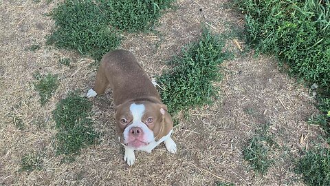 kennel update and puppies!