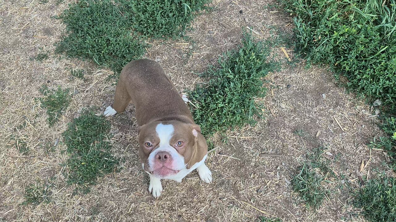 kennel update and puppies!