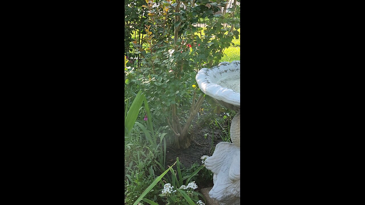 front garden
