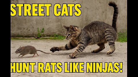 Street Cats Hunt Rats Like Ninjas! Wild Chase, Fights & Epic Jumps 🐱⚔️🐀