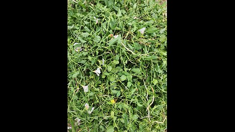 Upgrading a Flower Bed with Landscaping fabric