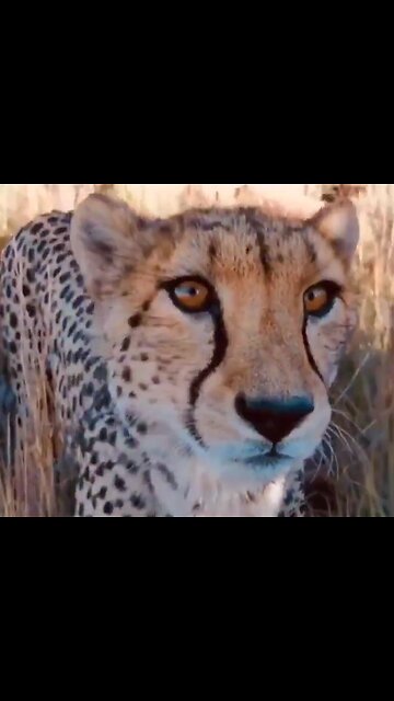 Cheetah introduces a photographer to her little Cheetos