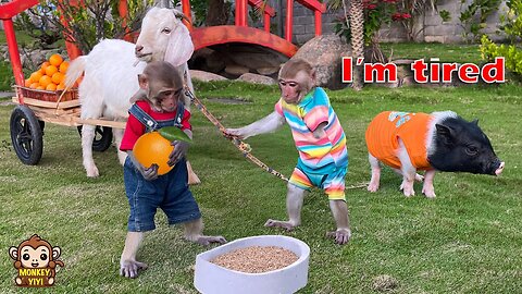 YiYi and YinYin take goats to the market to buy oranges when Un In is tired