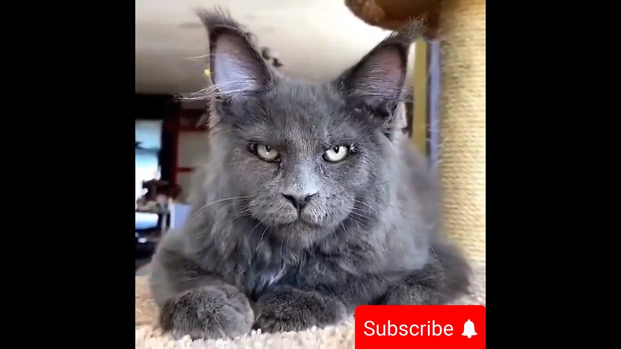 Vigris😼The👀Great🤣🤪😜😎