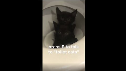 Cute Cat Vids #5