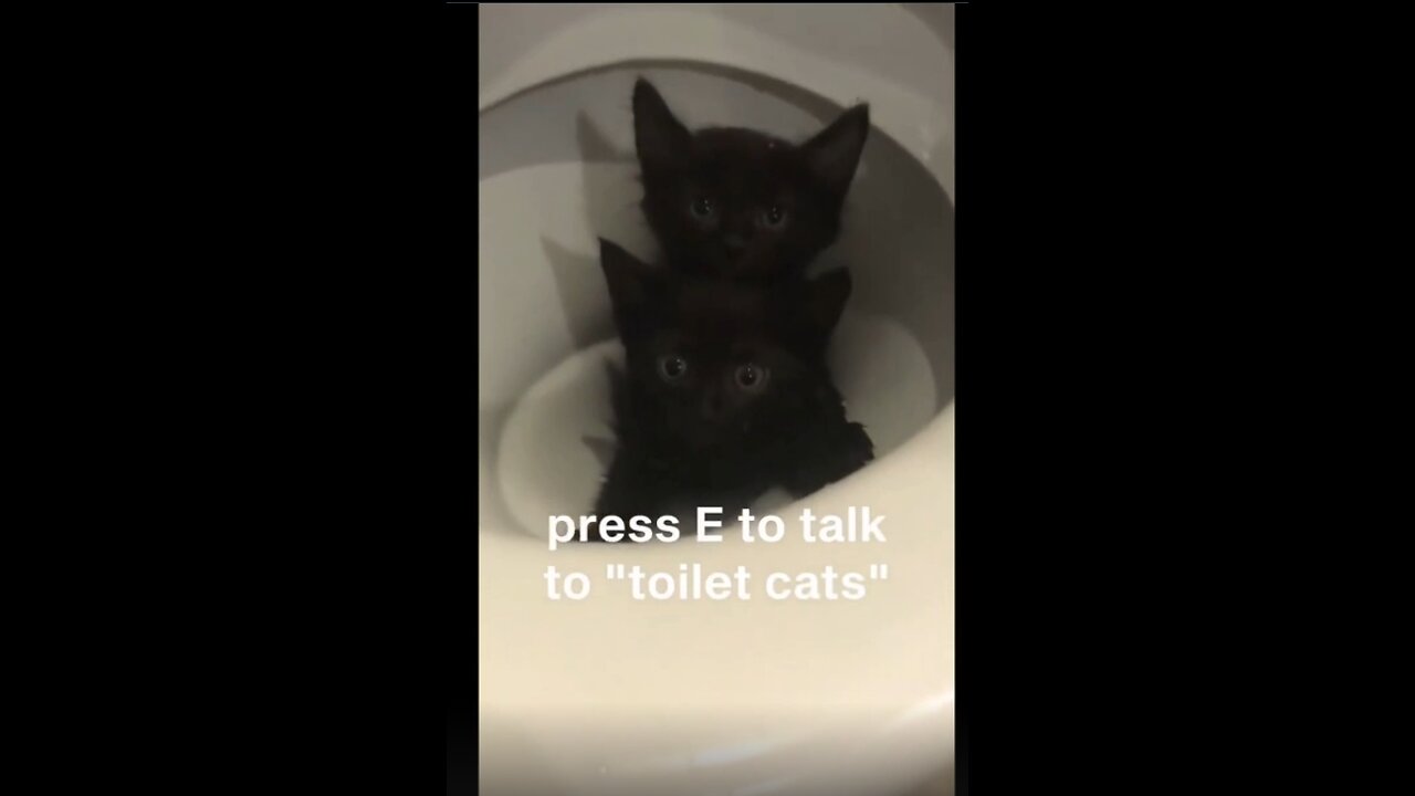 Cute Cat Vids #5