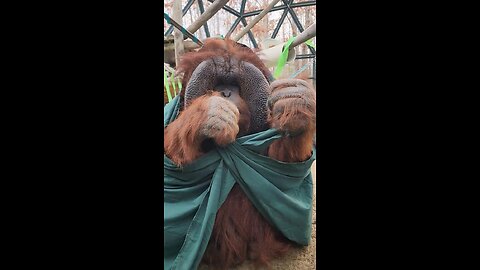 This guy is too smart to ever be in captivity