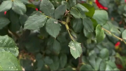 Relaxing Morning, Birds and Gorgeous Flowers, Nature Ambiance Part 9