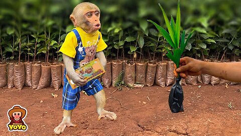 Smart monkey YiYi goes to work to earn money to buy trees to protect the environment