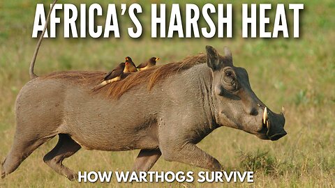 How Warthogs Survive Africa’s Harsh Heat