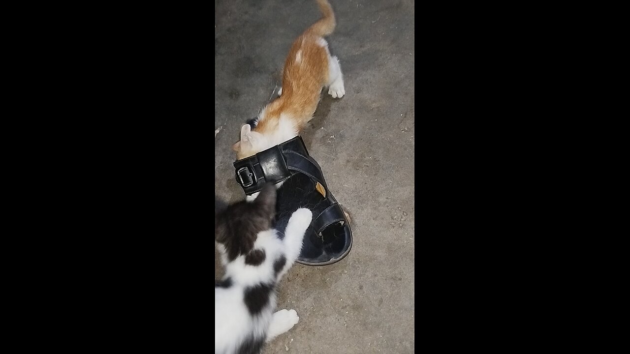 "Two tiny souls, one beautiful bond. 🐱❤️🐱"