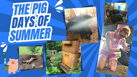The Pig Days of Summer: Water and Weeds