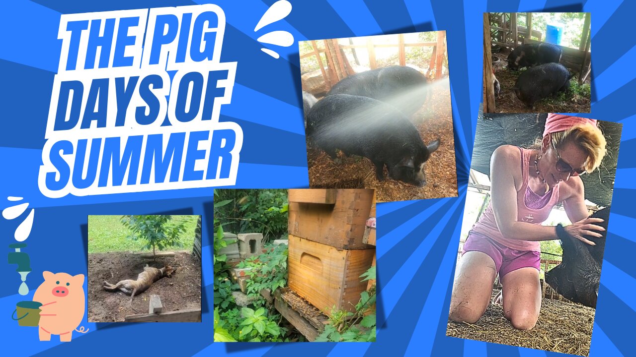 The Pig Days of Summer: Water and Weeds