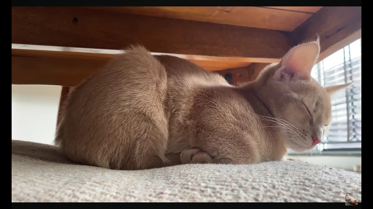 Cat loaf bumps its head and goes back to 💤 😴