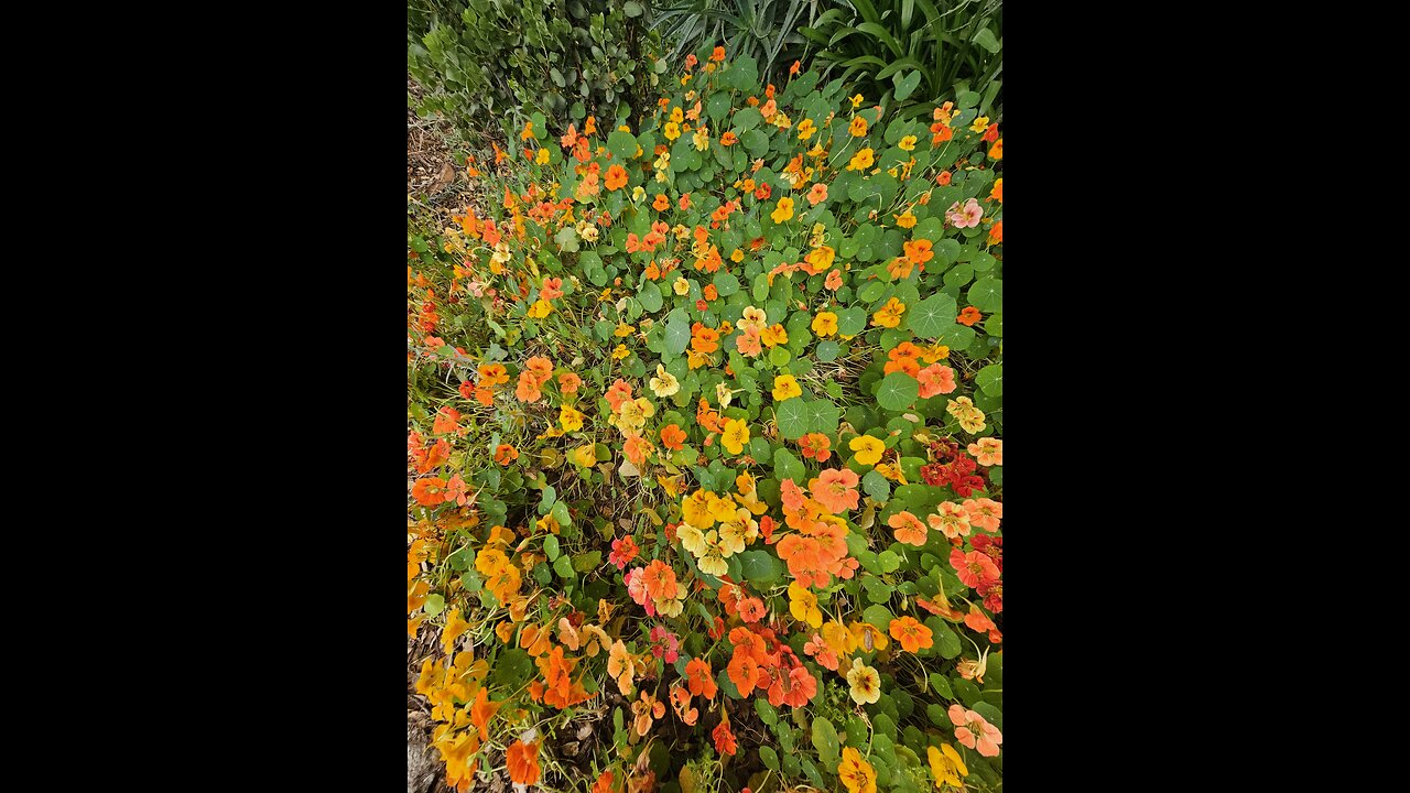 Friendly neighborhood squirrel 🐿️🐿️