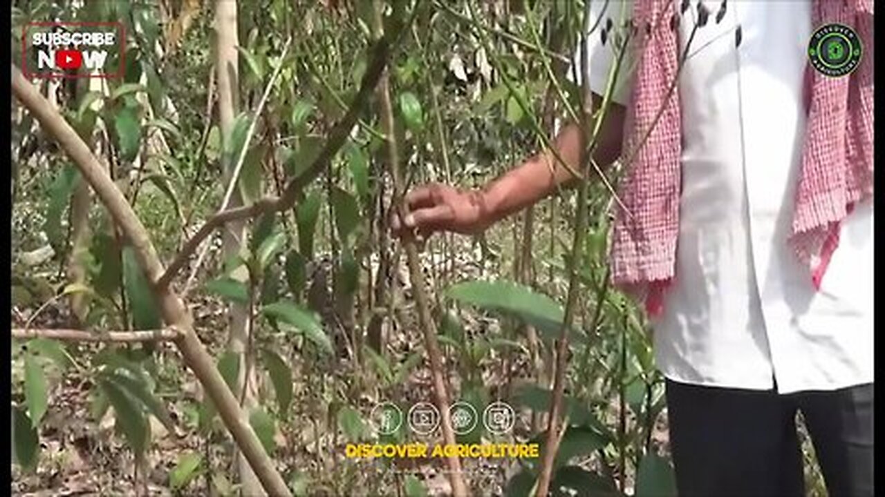 Integrated Rubber Farming
