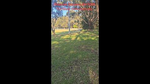 Gwynnevile NSW Australia