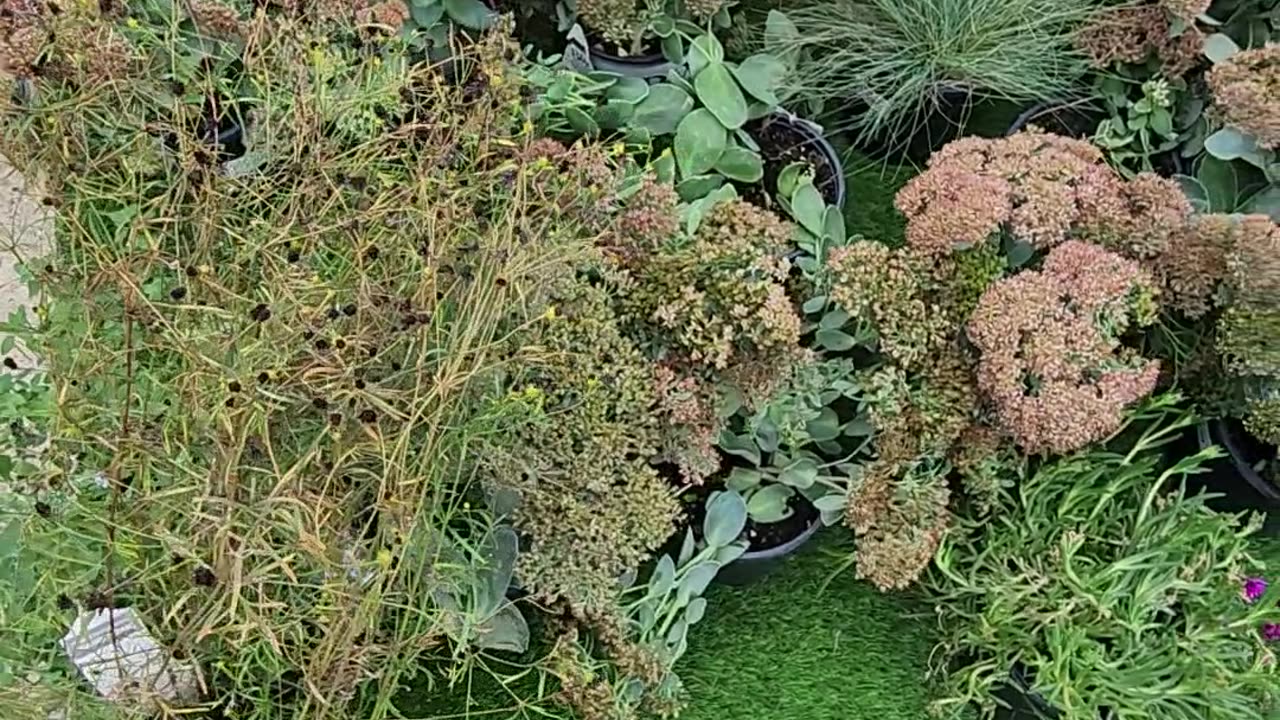 Feature Perennial Venue in the planning stage