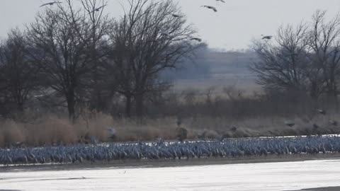 Sandhill Cranes March 11 2025