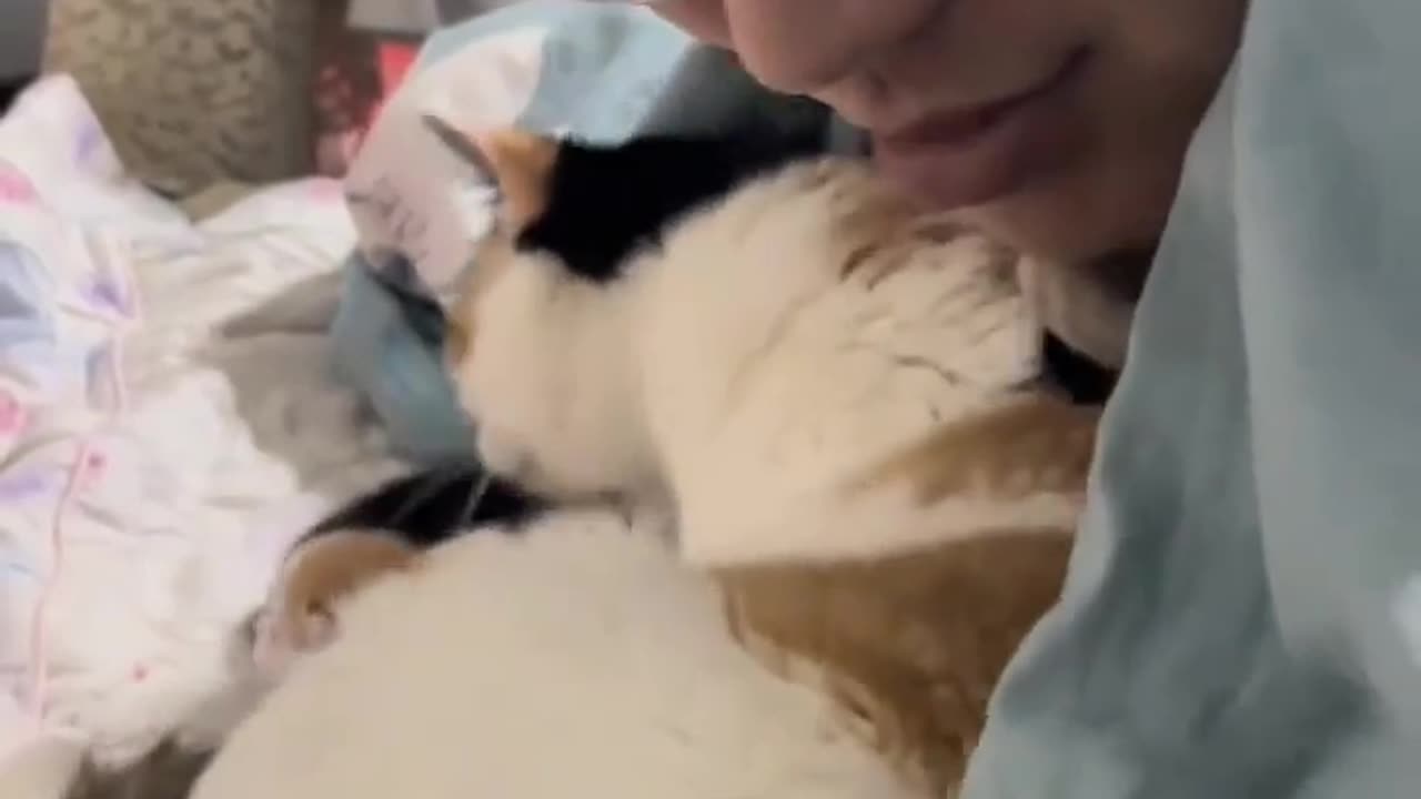 Cat introduces her babies to her human