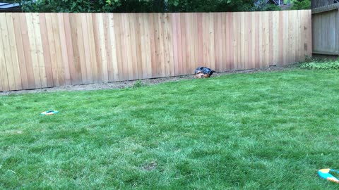 backyard wrastle 9382092842
